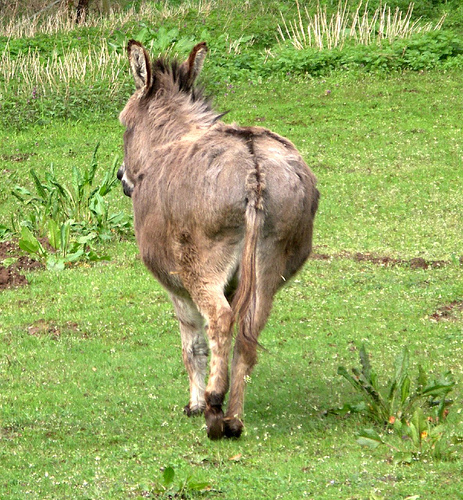 [Image: donkey-ass.jpg]