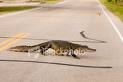 driver-alligator